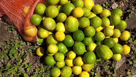 Limon Criollo